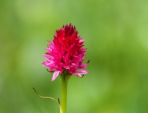 Temnohlávek červený (Nigritella rubra)