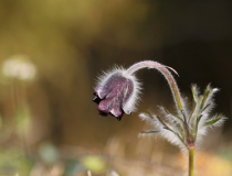 Koniklec luční český (Pulsatilla pratensis subsp. bohemica)