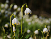Bledule jarní (Leucojum vernum)