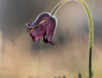 Koniklec luční český (Pulsatilla pratensis subsp. bohemica)