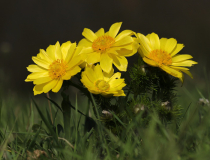 Hlaváček jarní (Adonis vernalis)
