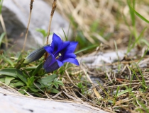 Hořec Clusiův (Gentiana clusii)