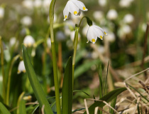 Bledule jarní (Leucojum vernum)