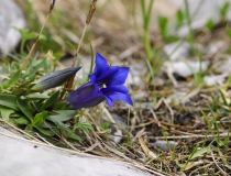 Hořec Clusiův (Gentiana clusii)