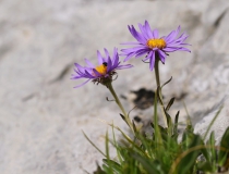 Hvězdnice alpská (Aster alpinus L.)