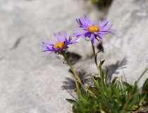 Hvězdnice alpská (Aster alpinus L.)