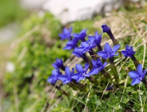 Hořec jarní (Gentiana cruciata)