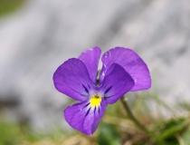Violka ceniská (Viola cenisia)