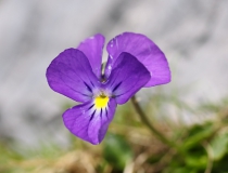 Violka ceniská (Viola cenisia)