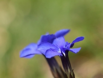 Hořec jarní (Gentiana cruciata)