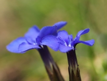 Hořec jarní (Gentiana cruciata)