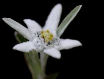 Plesnivec alpínský/Protěž alpská (Leontopodium alpinum)