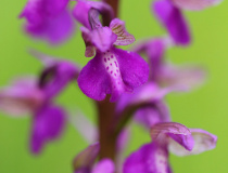Detail květu vstavače kukačky (Orchis morio)