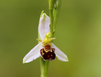 Tořič včelonosný (Ophrys apifera)