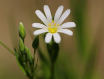 Ptačinec velkokvětý (Stellaria holostea)