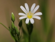 Ptačinec velkokvětý (Stellaria holostea)
