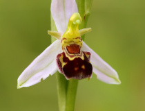 Tořič včelonosný (Ophrys apifera)