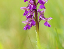 Vstavač kukačka (Orchis morio)