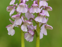 Vstavač kukačka (Orchis morio) - světle růžová varianta květů