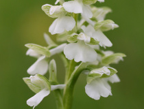 Vstavač kukačka (Orchis morio) - bílá varianta květů