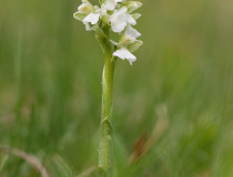 Vstavač kukačka (Orchis morio)  - bílá varianta květů