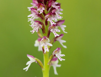 Vstavač osmahlý letní (Orchis ustulata var. aestivalis)