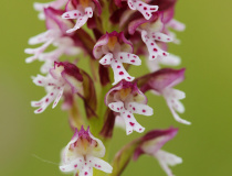 Vstavač osmahlý letní (Orchis ustulata var. aestivalis)