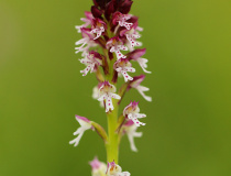 Vstavač osmahlý letní (Orchis ustulata var. aestivalis)