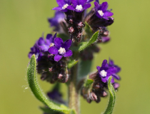 Pilát lékařský (Anchusa officinalis L.)
