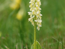 Vstavač bledý (Orchis pallens)