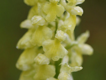 Vstavač bledý (Orchis pallens)