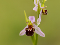 Tořič včelonosný (Ophrys apifera)