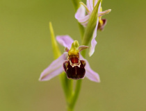 Tořič včelonosný (Ophrys apifera)