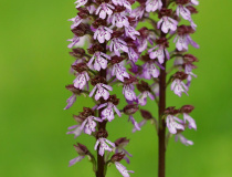 Vstavač nachový (Orchis purpurea)
