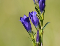 Hořec hořepník (Gentiana pneumonanthe)
