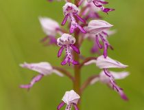 Vstavač vojenský (Orchis militaris)