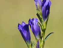 Hořec hořepník (Gentiana pneumonanthe)