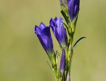 Hořec hořepník (Gentiana pneumonanthe)