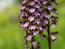 Vstavač nachový (Orchis purpurea)