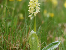 Vstavač bledý (Orchis pallens)