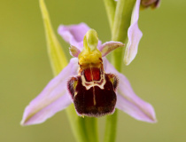 Tořič včelonosný (Ophrys apifera)