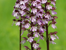 Vstavač nachový (Orchis purpurea)