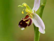 Tořič včelonosný (Ophrys apifera)
