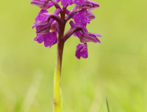 Vstavač kukačka (Orchis morio)