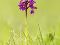 Vstavač kukačka (Orchis morio)