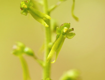 Bradáček vejčitý (Listera ovata)
