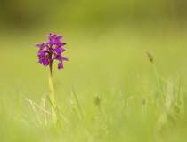 Vstavač kukačka (Orchis morio)