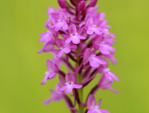 Rudohlávek jehlancovitý (Anacamptis pyramidalis)