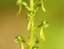 Bradáček vejčitý (Listera ovata)