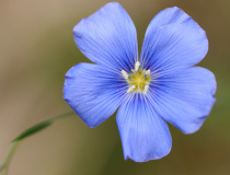 Len rakouský (Linum austriacum)